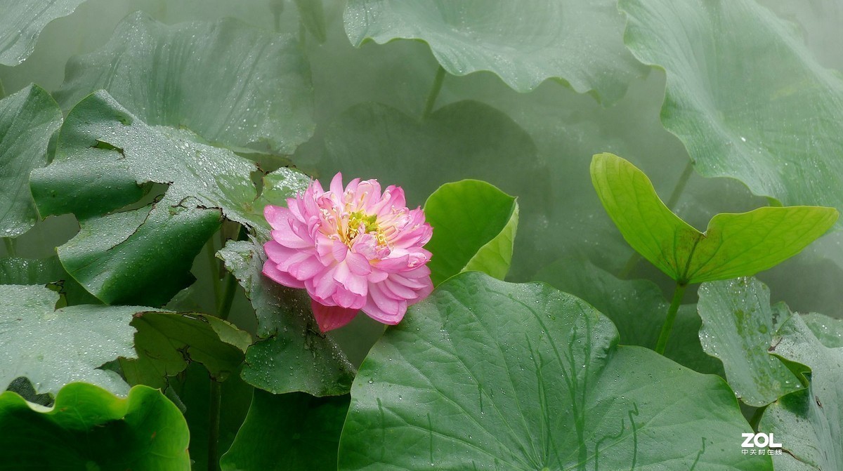 薄雾缥渺赏莲荷