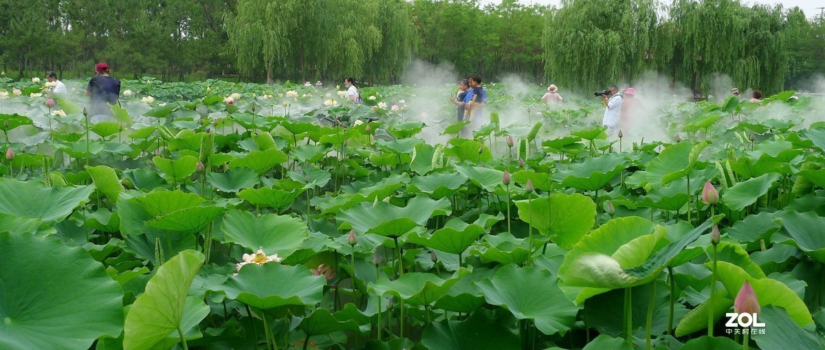 薄雾缥渺赏莲荷