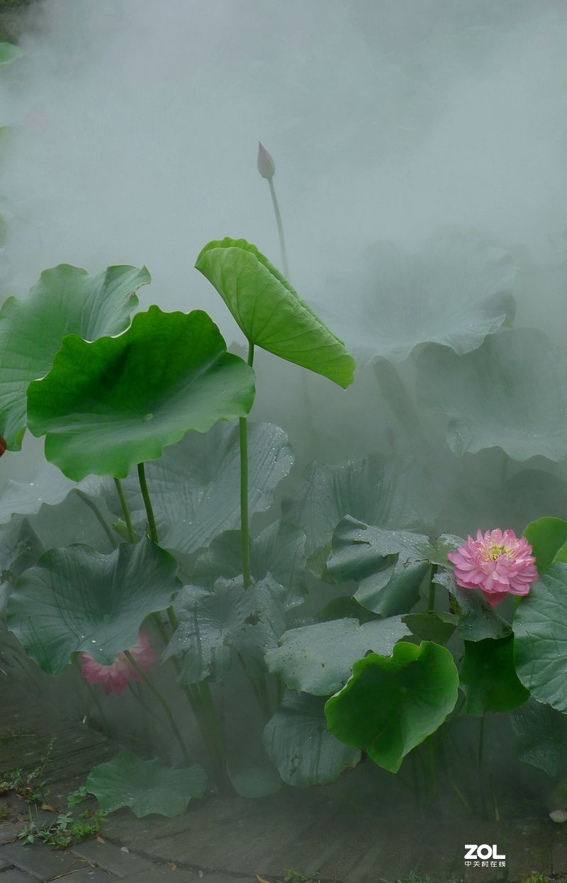 薄雾缥渺赏莲荷