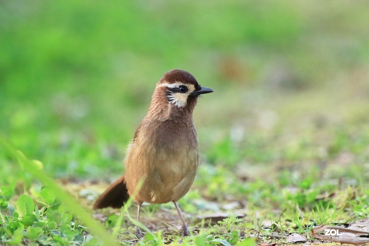 一组鸟片（感受90D的轻便快捷，镜头佳能二代400F4）