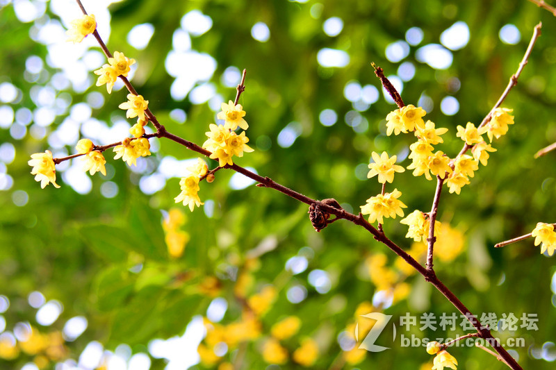 花草------随拍