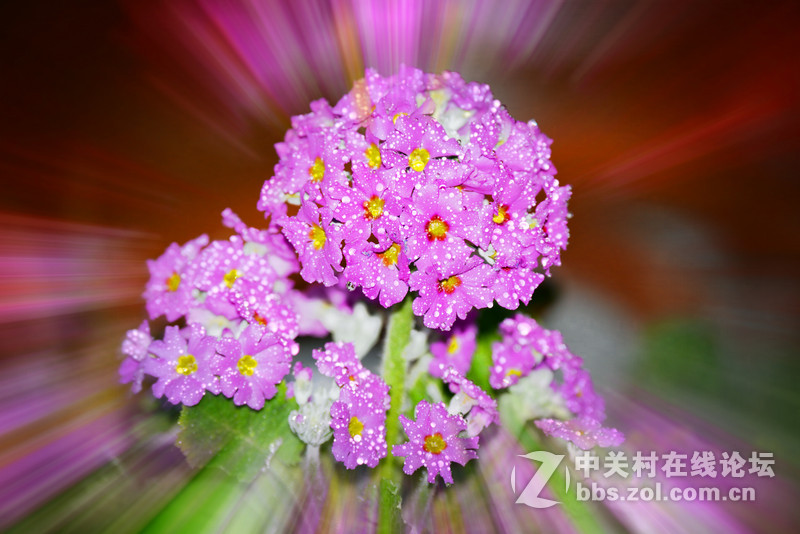 花草------随拍