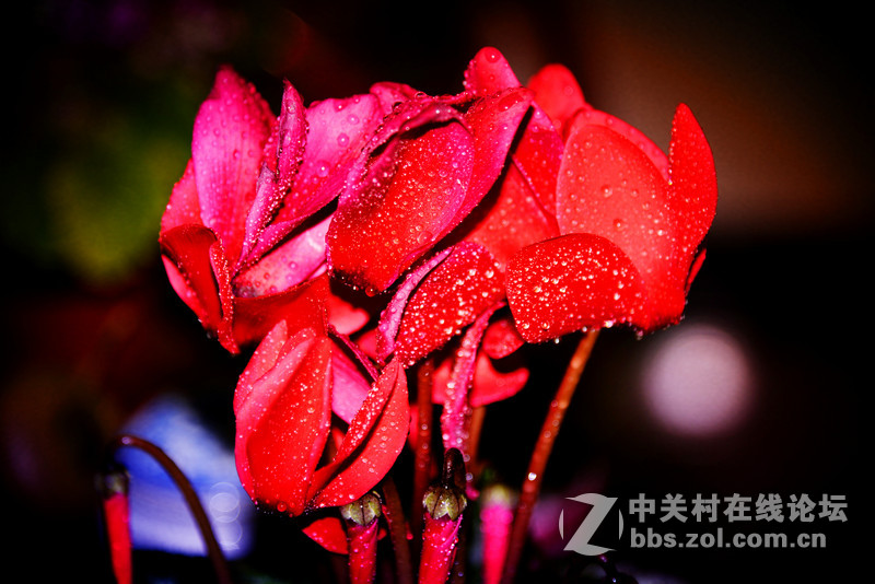 花草------随拍