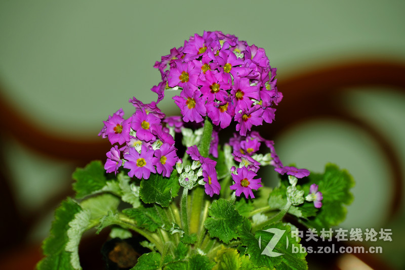 花草------随拍