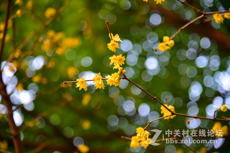 花草------随拍