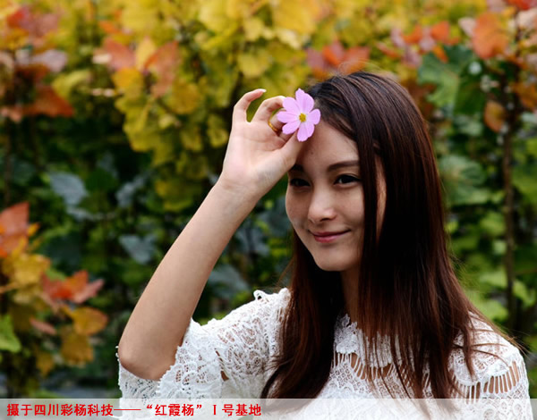 一组红霞杨中的人物拍摄