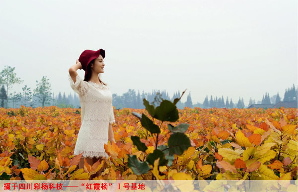 一组红霞杨中的人物拍摄