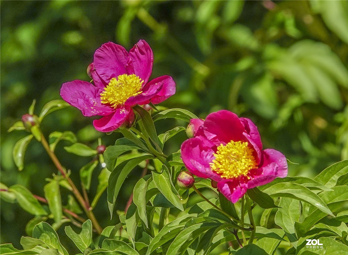 赤芍花