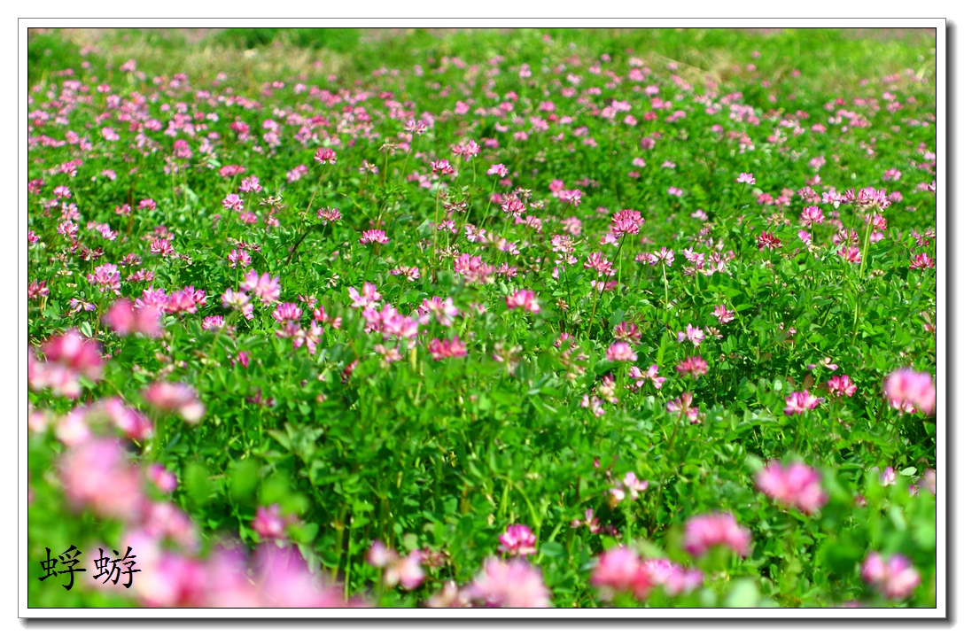 xxh 70-210试镜  紫云英