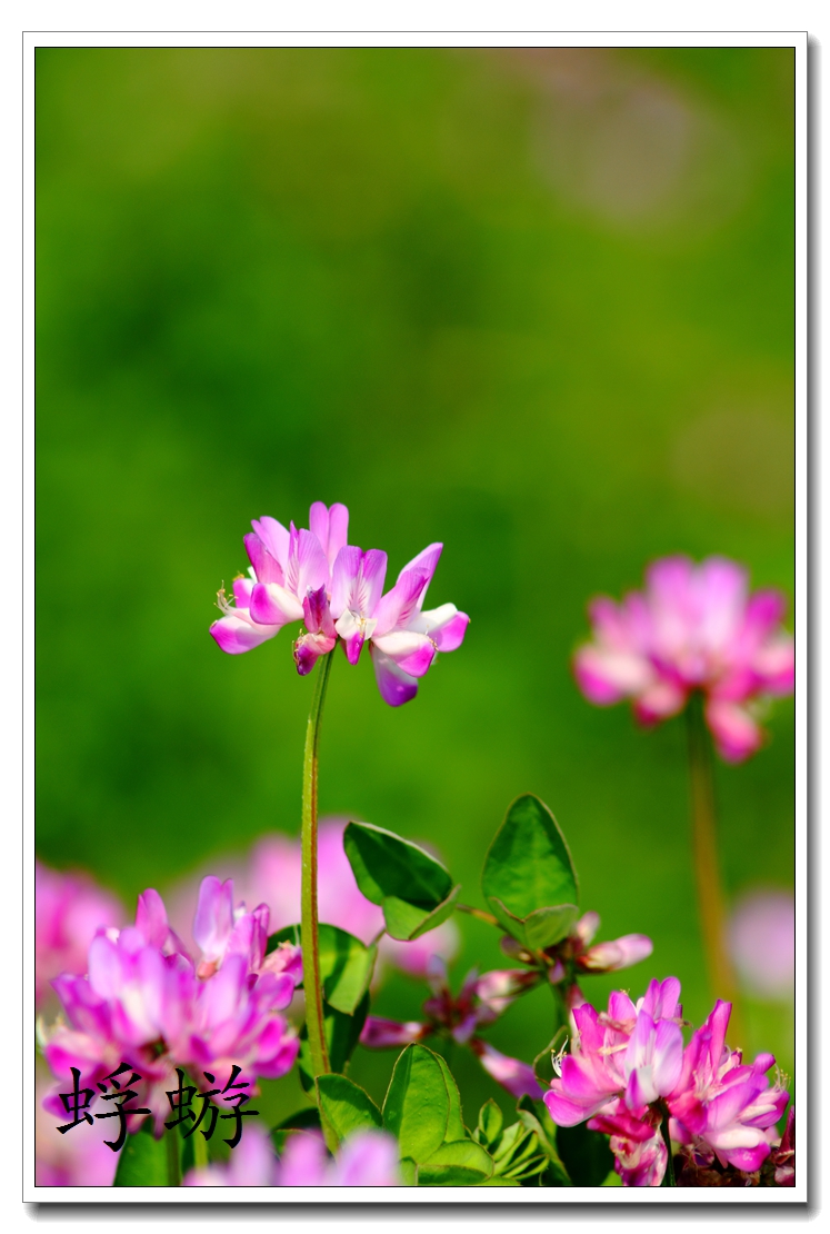 xxh 70-210试镜  紫云英