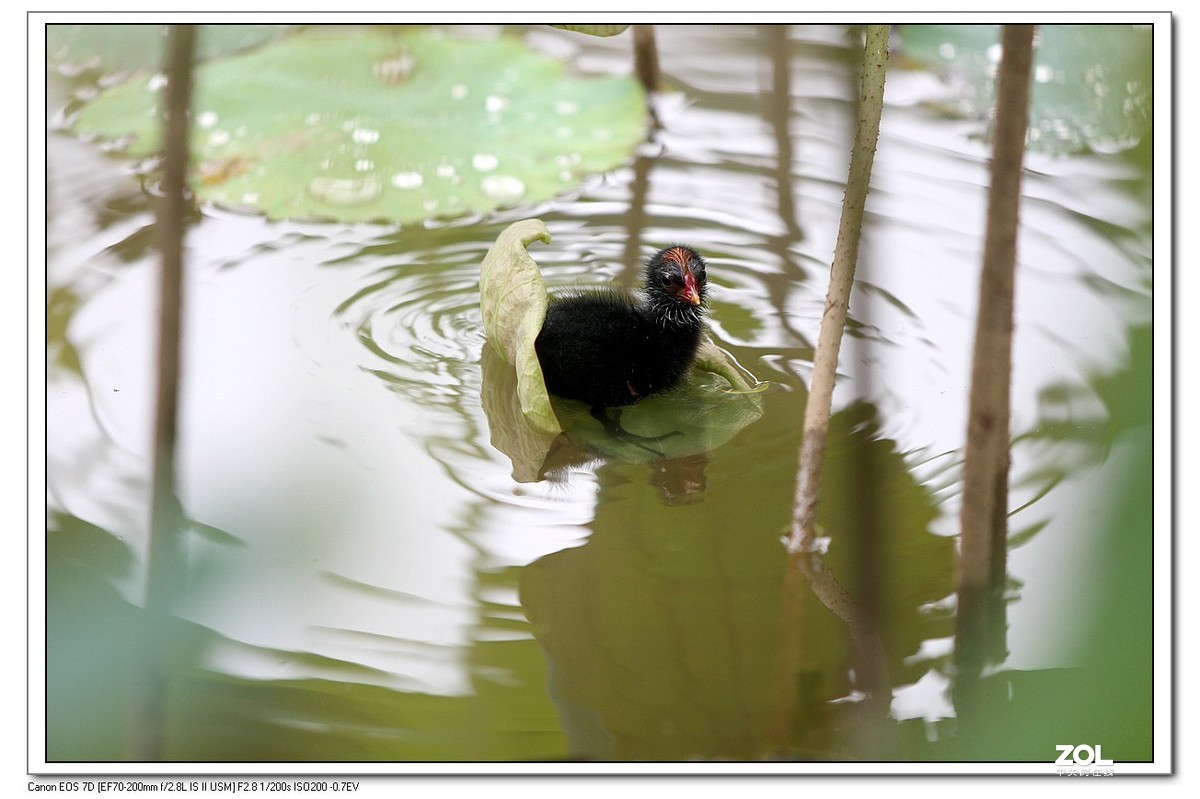 生态小品秧鸡的幼崽