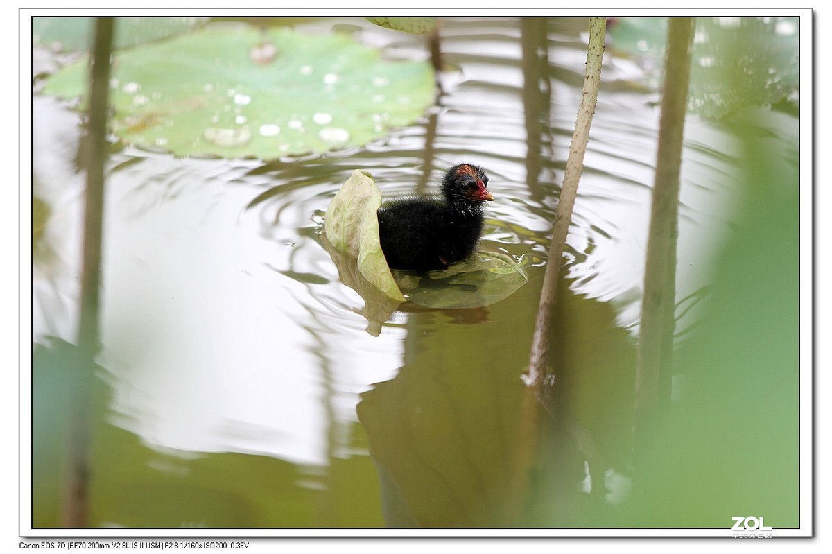 生态小品秧鸡的幼崽