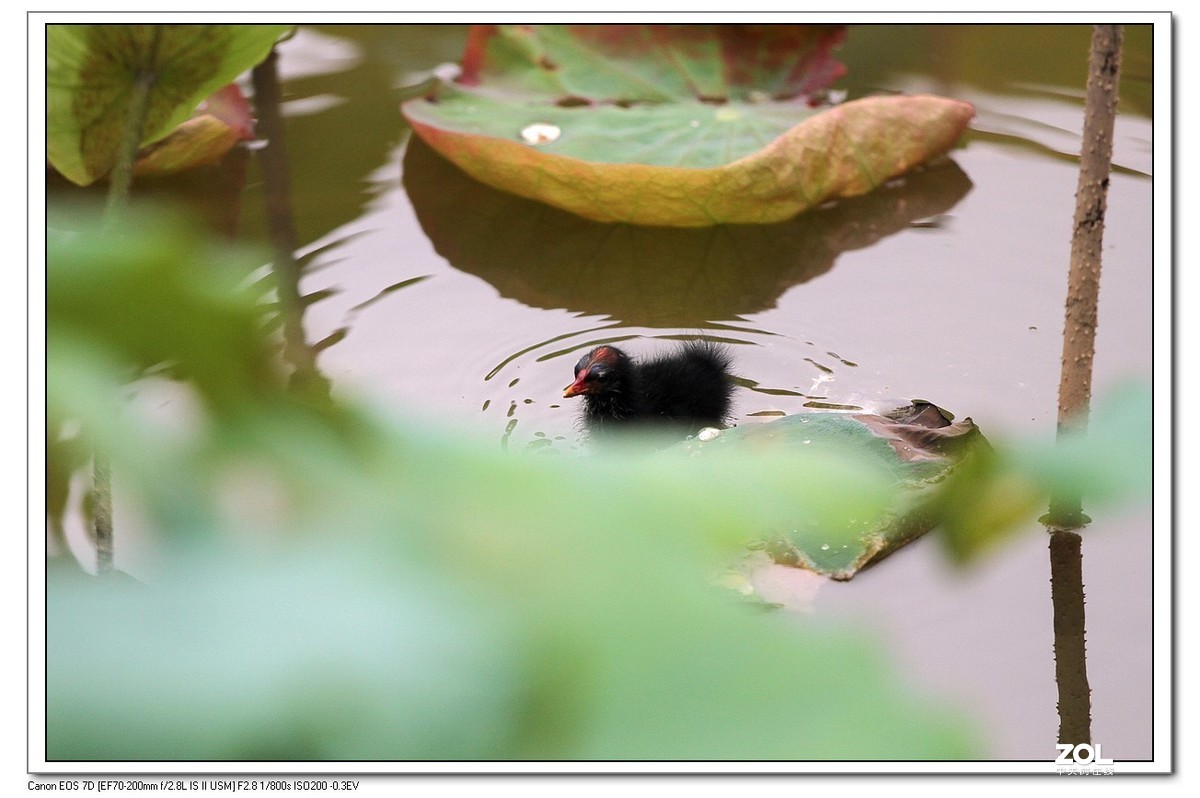 生态小品秧鸡的幼崽