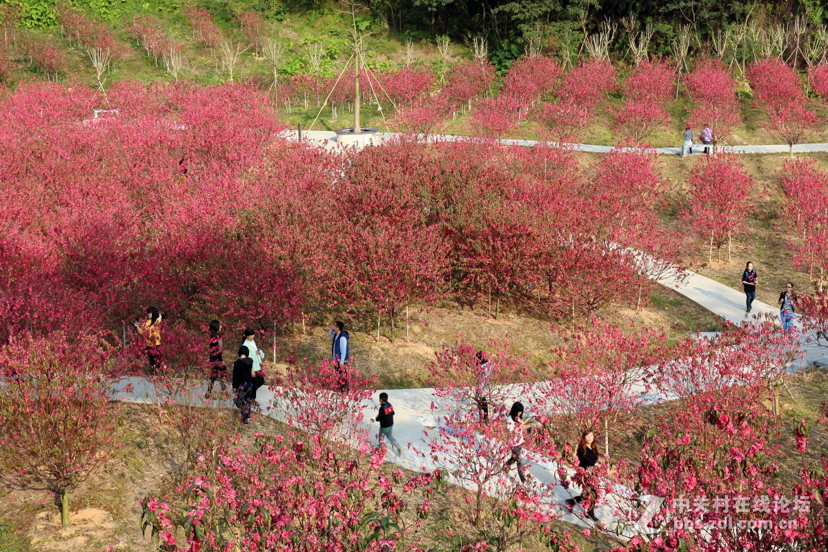 在那桃花盛开的地方