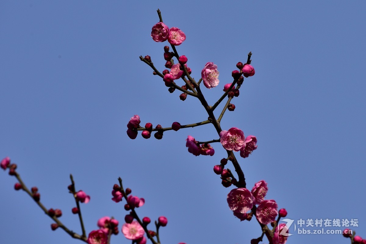 梅花开了。。。。。。