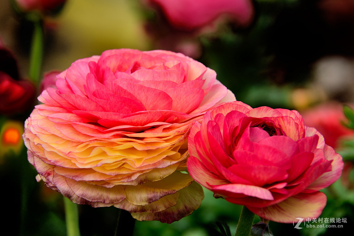 《一组鲜花》——恭贺好友“阿海神通”荣任佳能70D星空(中国)版主！