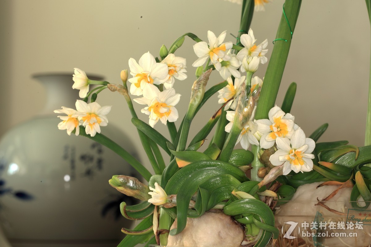 春（节）晚、花早3