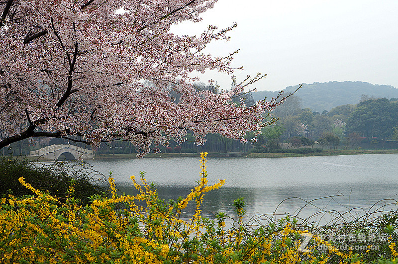 樱花烂漫