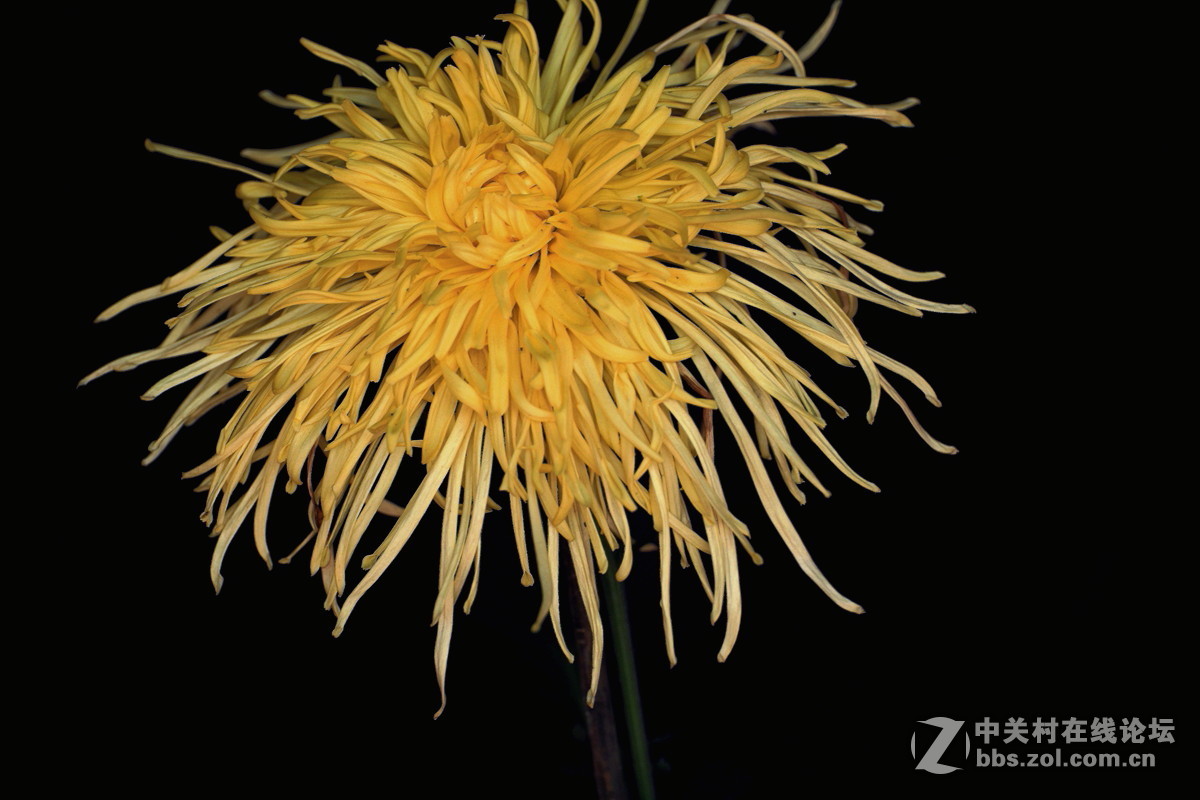 【植物园催花早菊】祝贺菏泽星空(中国)开坛！