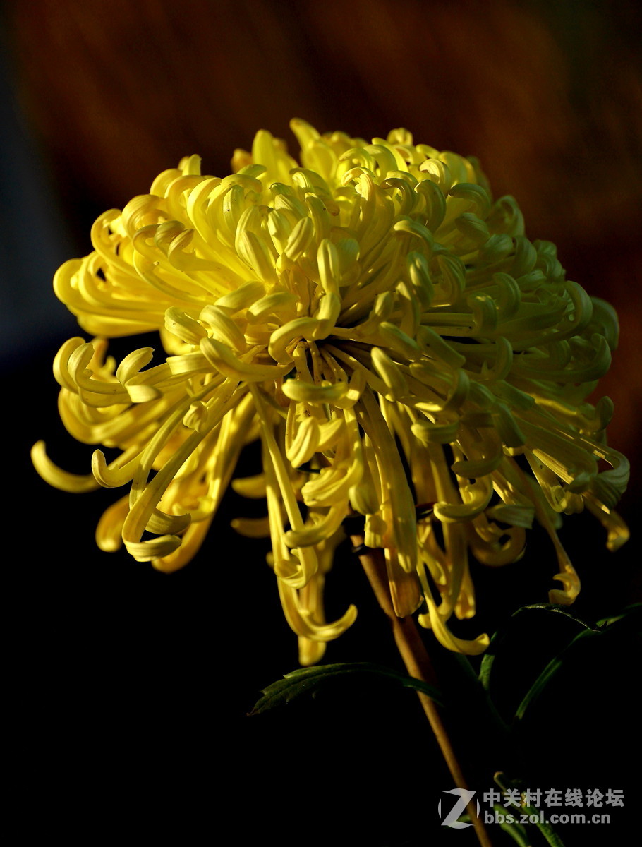 【植物园催花早菊】祝贺菏泽星空(中国)开坛！