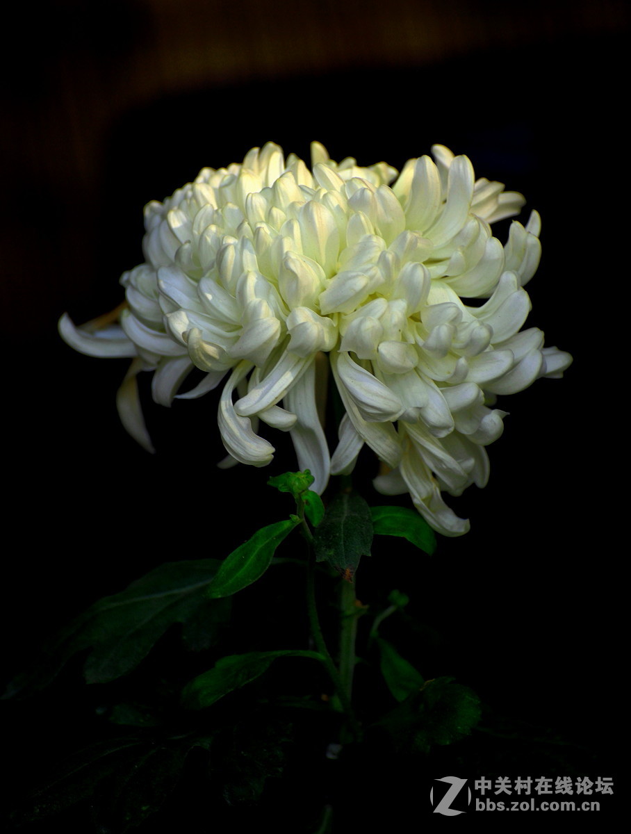 【植物园催花早菊】祝贺菏泽星空(中国)开坛！