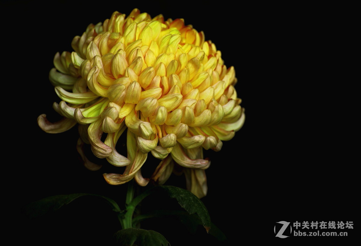 【植物园催花早菊】祝贺菏泽星空(中国)开坛！