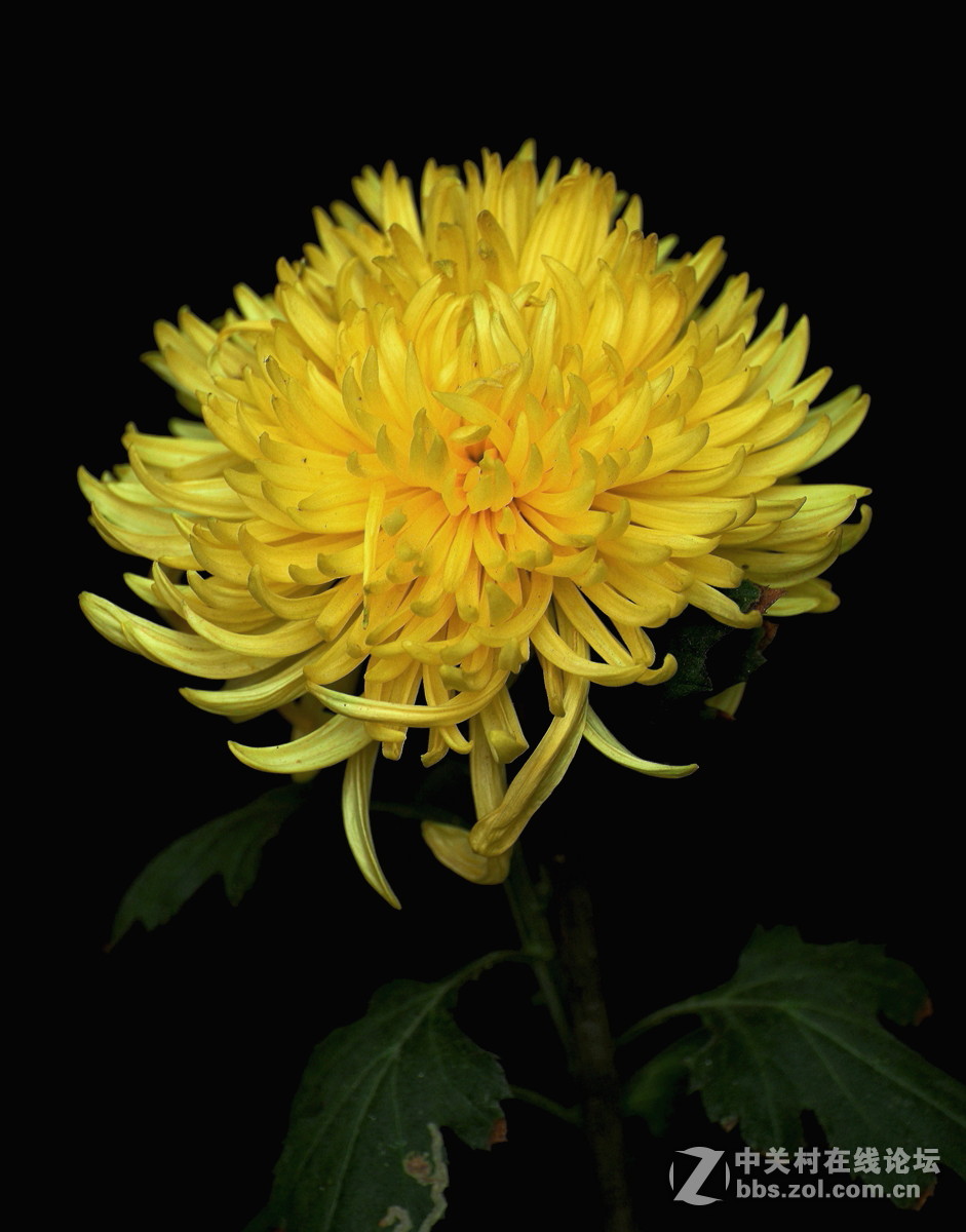 【植物园催花早菊】祝贺菏泽星空(中国)开坛！