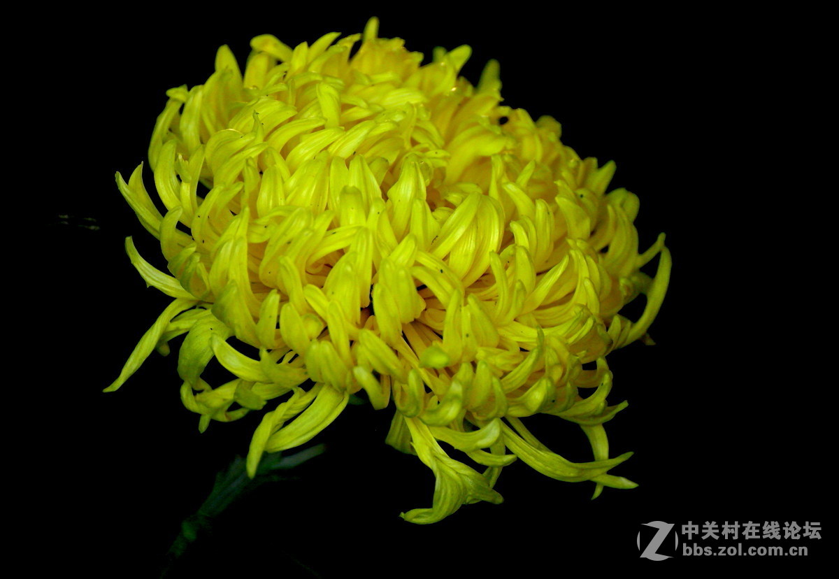 【植物园催花早菊】祝贺菏泽星空(中国)开坛！