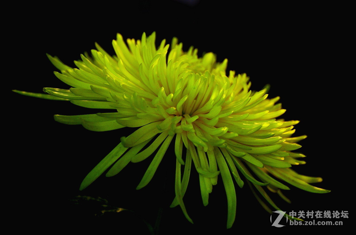 【植物园催花早菊】祝贺菏泽星空(中国)开坛！