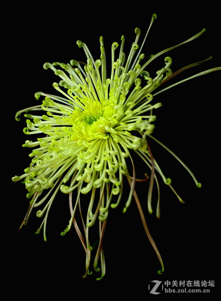 【植物园催花早菊】祝贺菏泽星空(中国)开坛！
