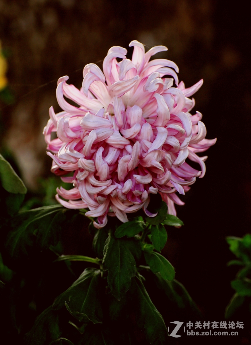 【植物园催花早菊】祝贺菏泽星空(中国)开坛！