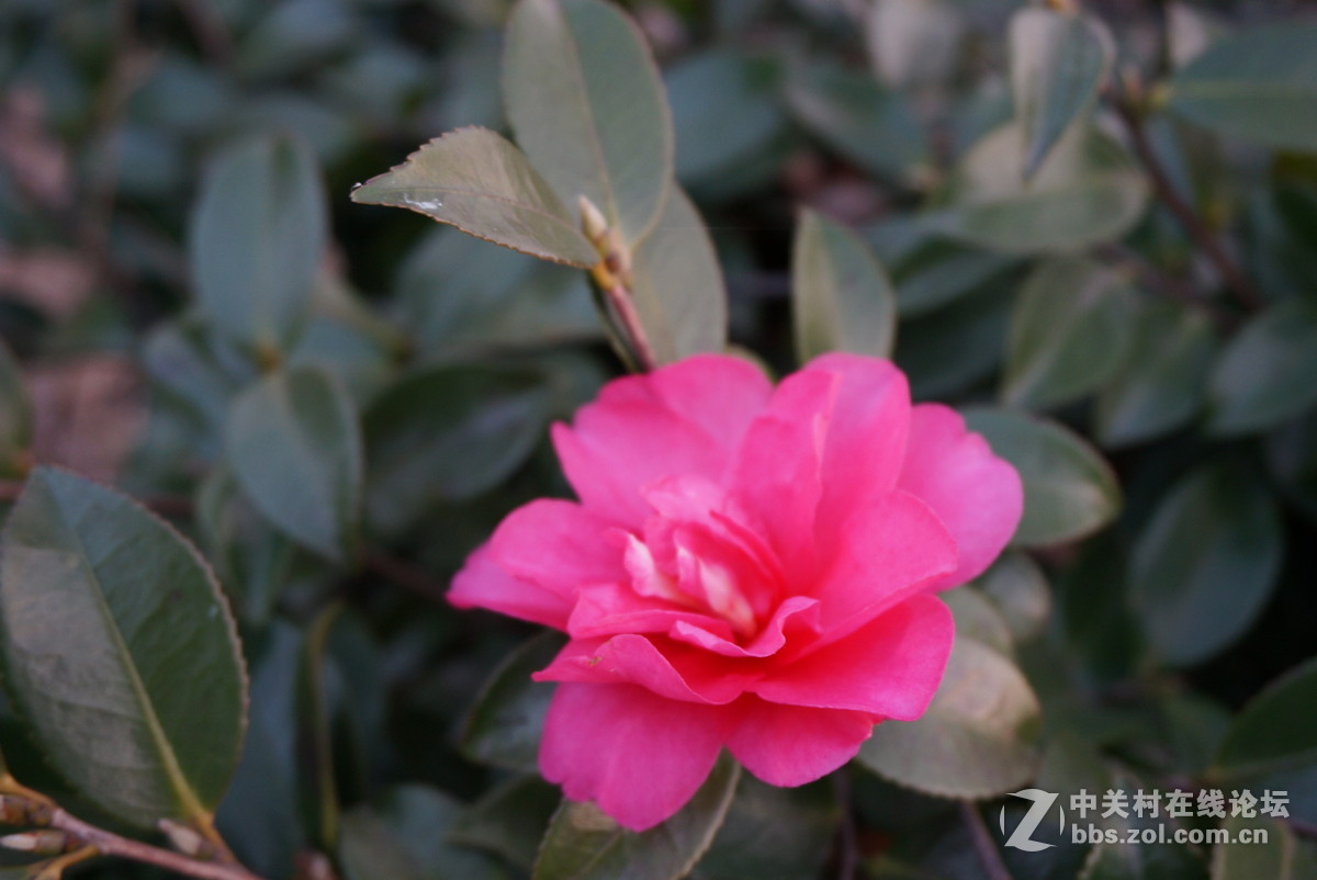 奶昔5  新手试拍