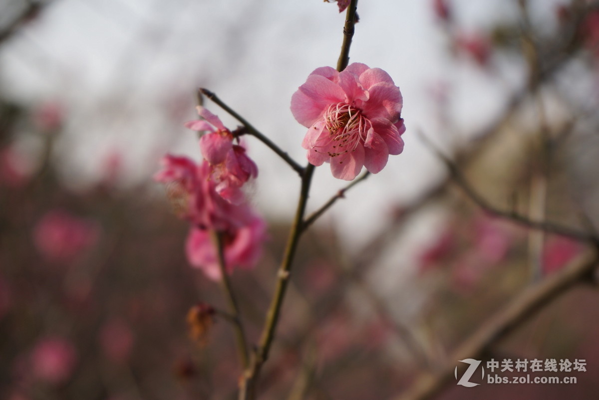 奶昔5  新手试拍