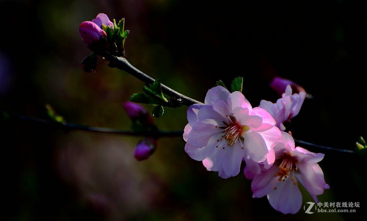 榆叶梅花（二）。。。