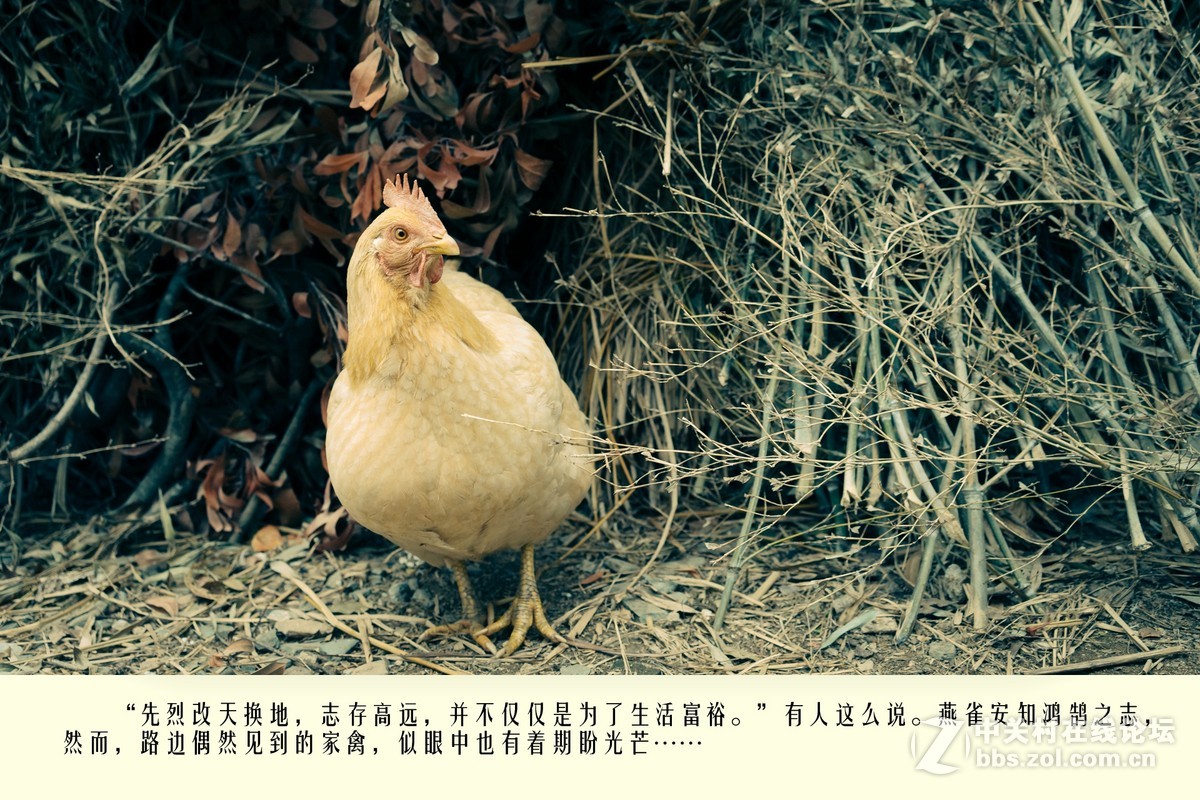 老区