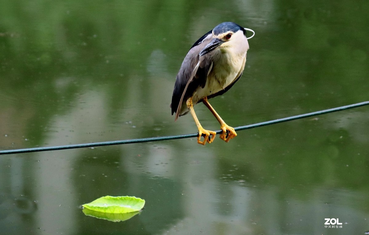 荷塘随拍