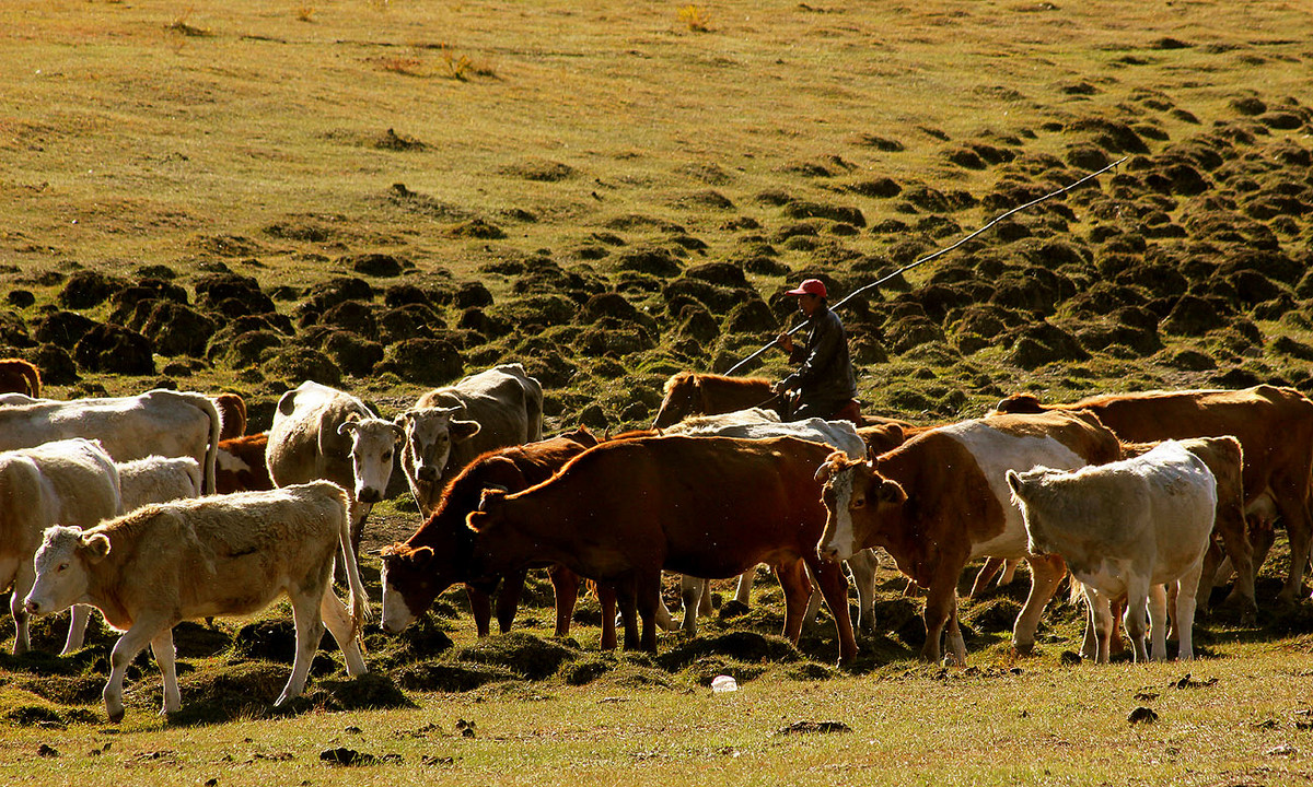 zol金秋乌兰布统深度摄影作业五十草原牧牛图肆祝贺贴