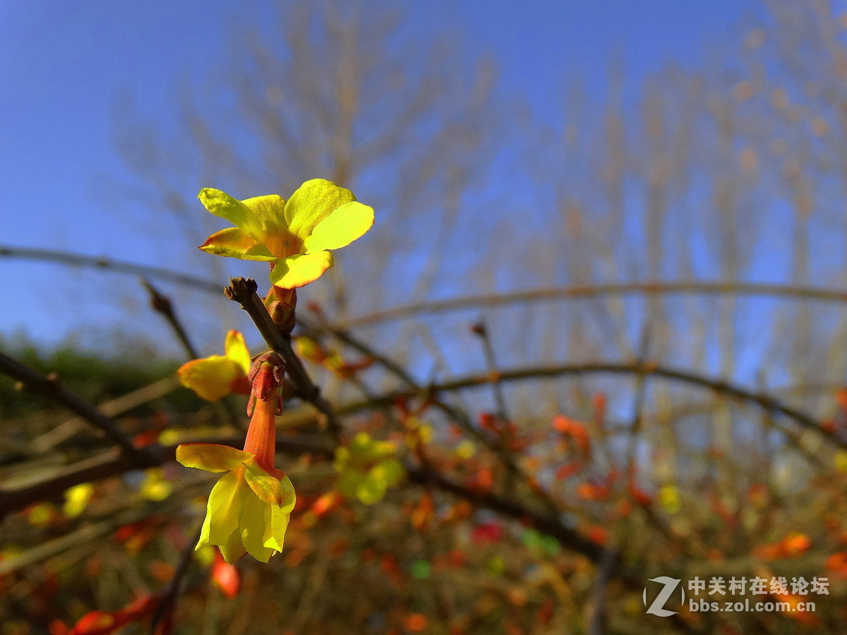 迎春花