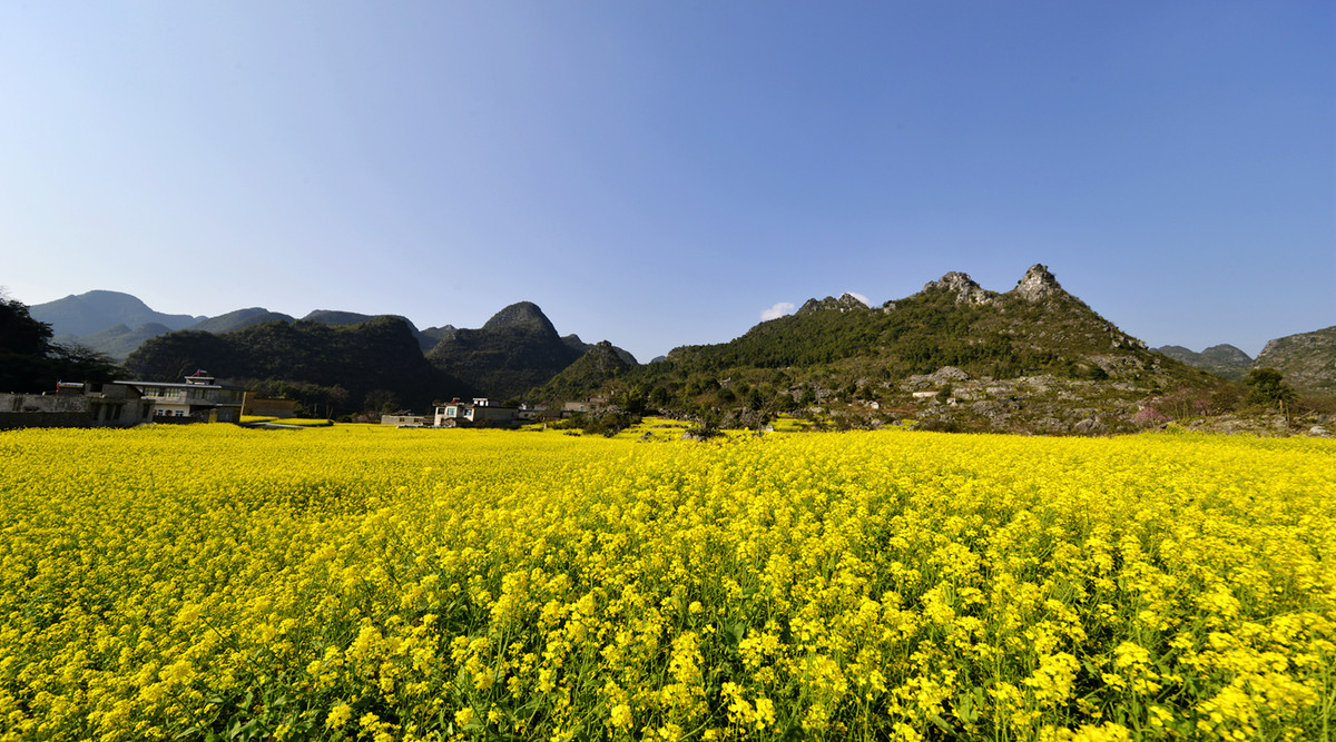 菜花盛开的村庄---兴义万峰林纳灰村