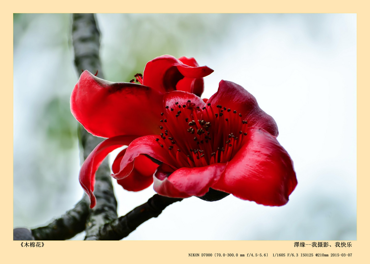 浅谈尼康70-300 VR 3.5-5.6镜头搭配尼康D7000使用感受