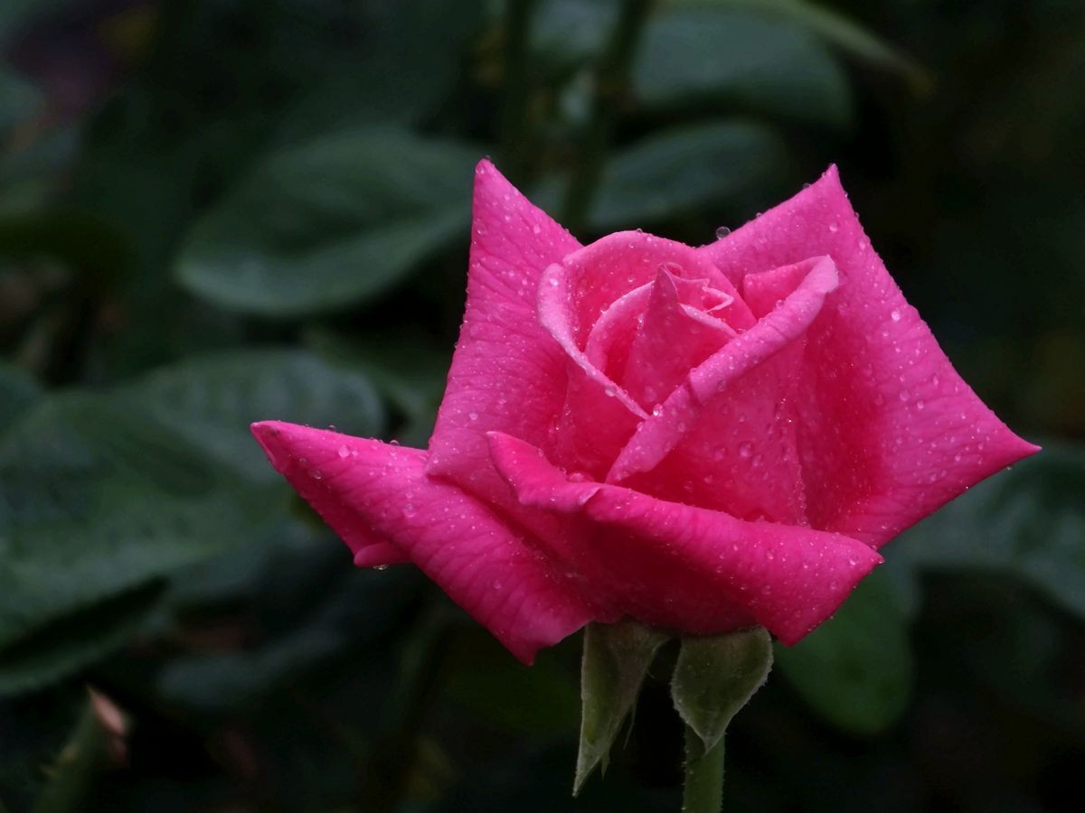 月季花一组祝母亲节日快乐