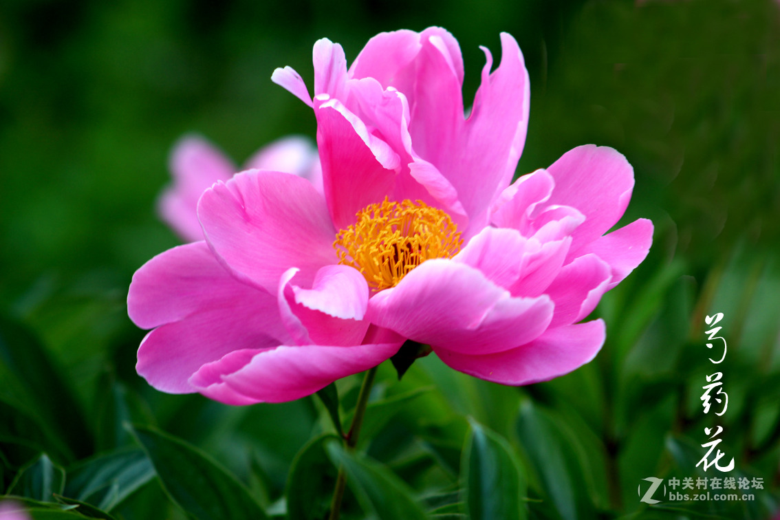 中关村在线摄影论坛