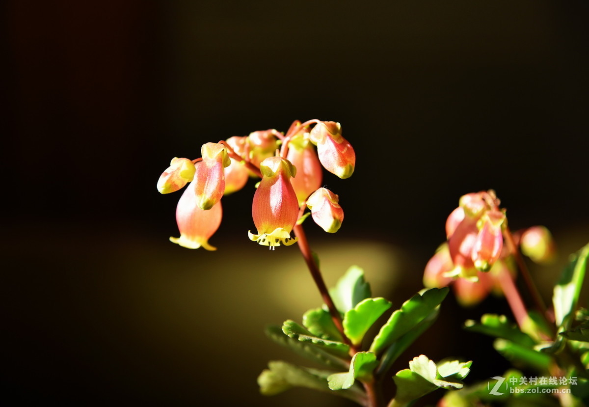灯笼花
