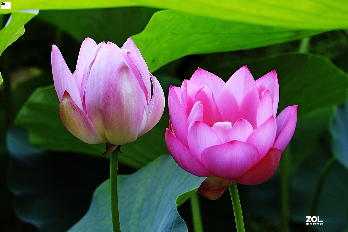 花卉园最近拍的荷花