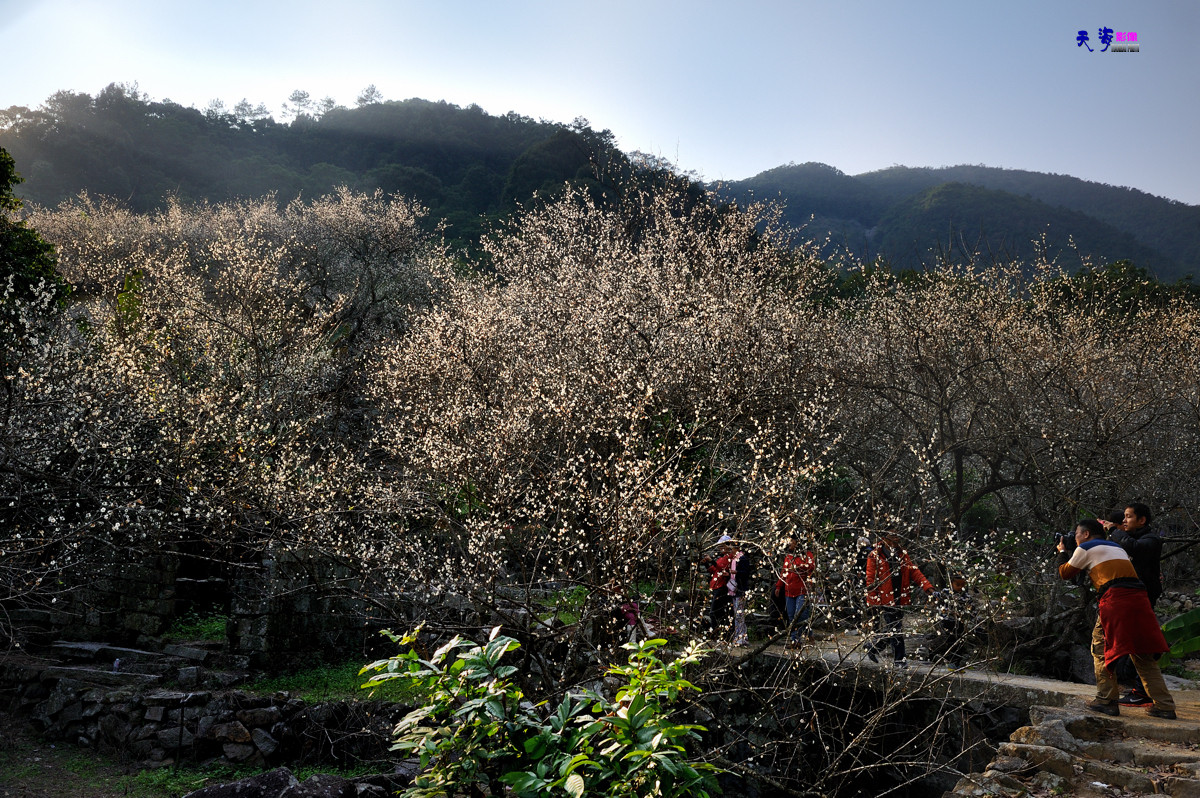 2015揭西行——西坑梅乡(续）