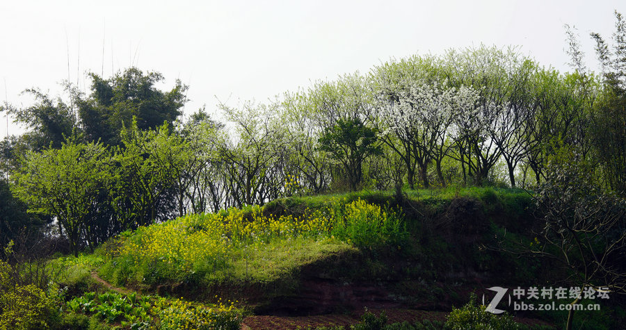 扫乡纪实  三 、那片林那片山