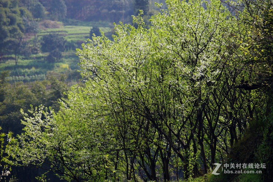 扫乡纪实  三 、那片林那片山