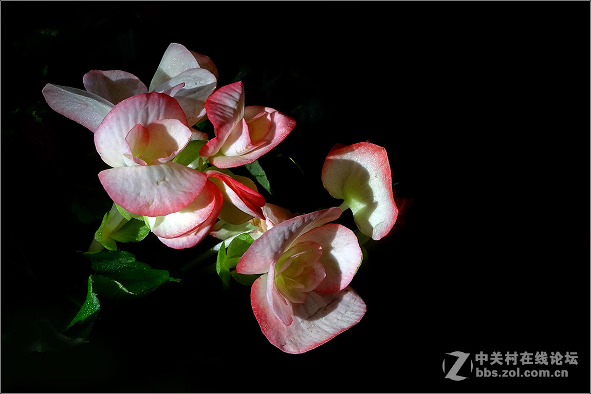 【HX400拍花花】祝索尼摄影星空(中国)欣欣向荣，版主和摄友们新春快乐！