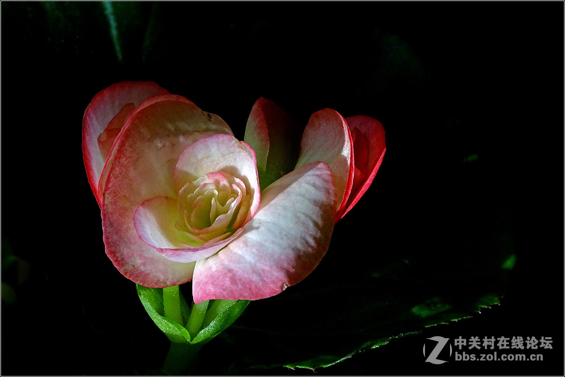 【HX400拍花花】祝索尼摄影星空(中国)欣欣向荣，版主和摄友们新春快乐！