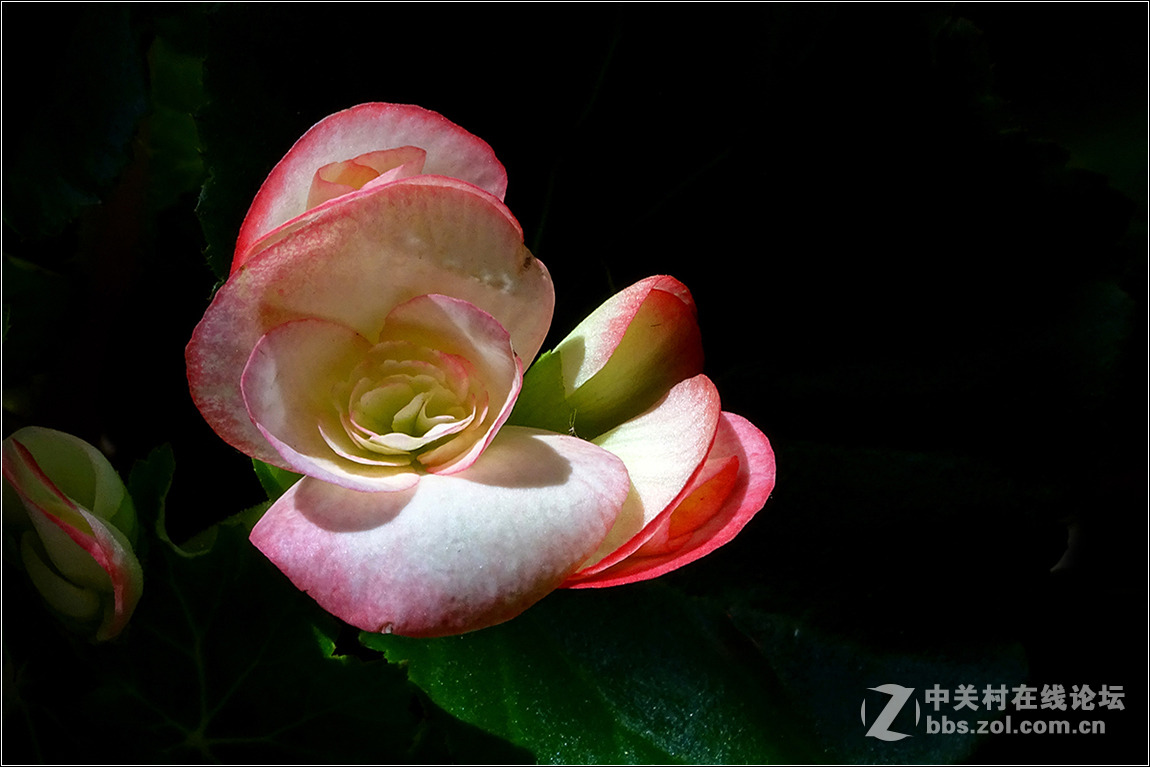 【HX400拍花花】祝索尼摄影星空(中国)欣欣向荣，版主和摄友们新春快乐！